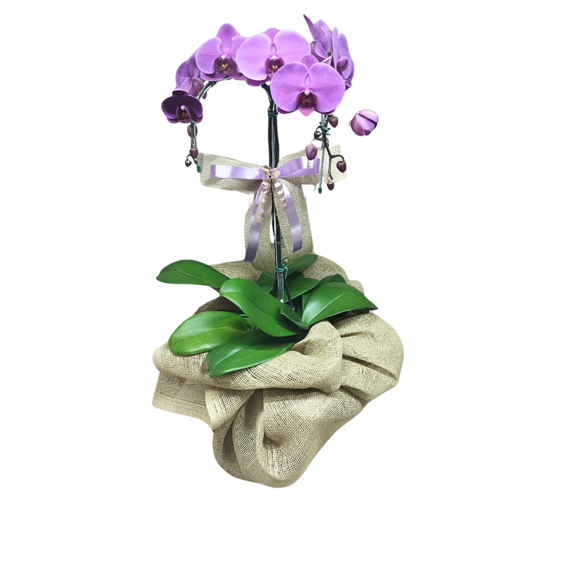 Orquídea Phalaenopsis Cascata 3 Hastes Pote 30 "Cor variada"